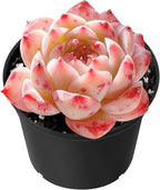 Sprout N Green Echeveria Meiya, Rare Live Succulent Plant Fully Rooted in 2" Planter with Soil, Home Office Indoor Outdoor Wedding Decoration DIY Projects Party Favor, Pets Friendly