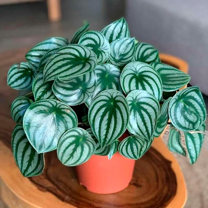 Peperomia Watermelon Live Plant for Indoor | Different Houseplants in 4'' & 6'' Pot | Real House Plant for Living Room, Office, Desk & Bathroom | Begonia | Peperomia argyreia