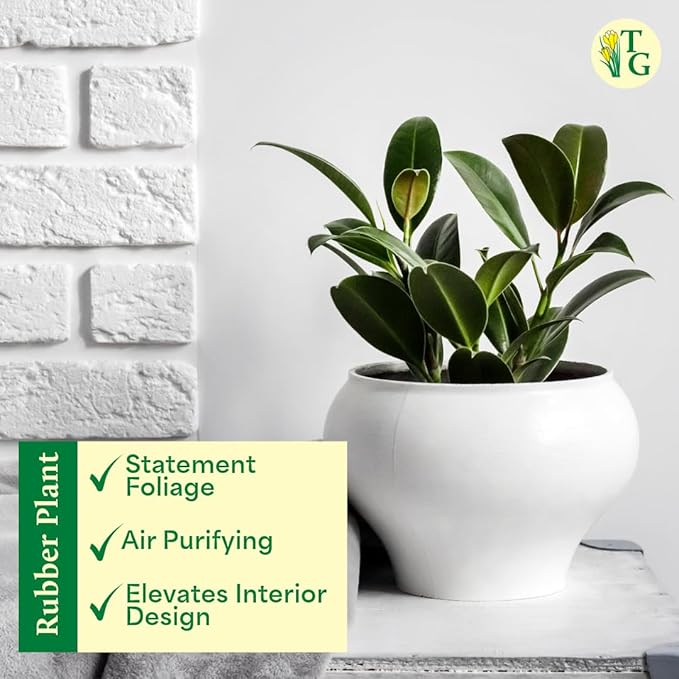 Thorsen's Greenhouse Ficus elastica, Live Indoor Plant, Rare Variety, Natural Air Purifier, Burgundy Rubber Plant, 4-Inch Diameter Pot (Lavender)