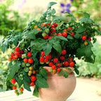 40+ Seeds Indoor Dwarf Tomato Year-Round - Vegetable Red