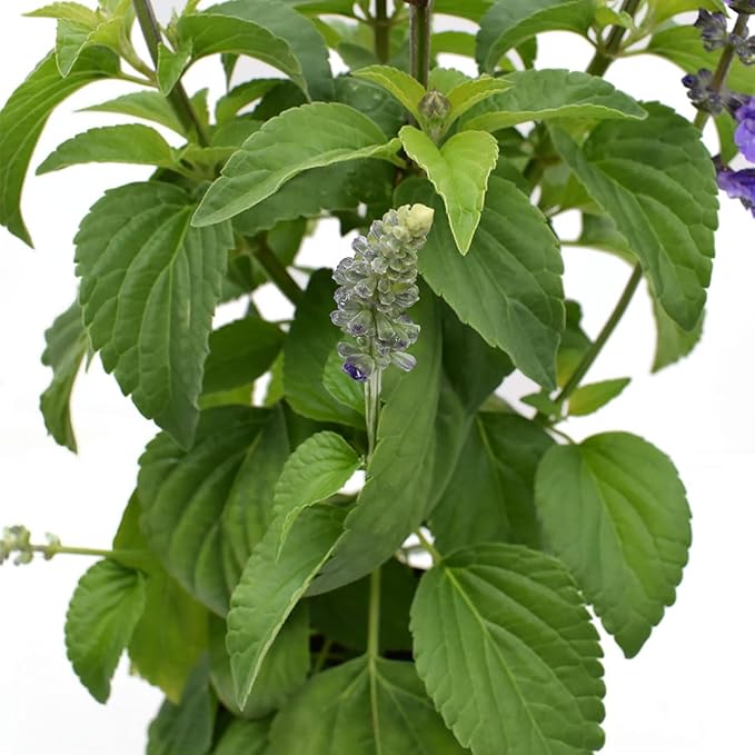 American Plant Exchange Purple Salvia Blue Sage – 6-Inch Pot – Live Flowering Perennial Plant, Drought Tolerant Easy Care Blooms for Outdoor Garden, Landscape, or Patio Decor