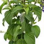 American Plant Exchange Purple Salvia Blue Sage – 6-Inch Pot – Live Flowering Perennial Plant, Drought Tolerant Easy Care Blooms for Outdoor Garden, Landscape, or Patio Decor