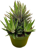 BubbleBlooms Zebra Haworthia, 4 inch Pot Haworthiopsis attenuata