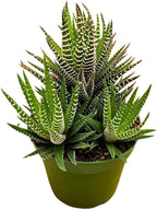 BubbleBlooms Zebra Haworthia, 4 inch Pot Haworthiopsis attenuata