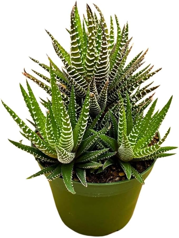 BubbleBlooms Zebra Haworthia, 4 inch Pot Haworthiopsis attenuata