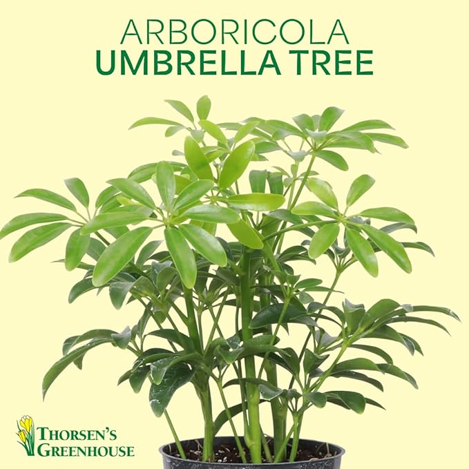 Thorsen's Greenhouse Live Arboricola Umbrella Tree Plant, Schefflera Arboricola, Natural Air Purifier, Easy to Grow, Live Indoor Houseplant, 4-inch Diameter (Natural)
