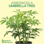 Thorsen's Greenhouse Live Arboricola Umbrella Tree Plant, Schefflera Arboricola, Natural Air Purifier, Easy to Grow, Live Indoor Houseplant, 4-inch Diameter (Natural)