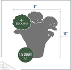 Live Flowering Hydrangea - White, 5+ Beautiful Blooms, 1.5 Qt Pot with Deco Cover, 12" Tall by 8" Wide
