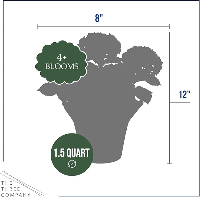 Live Flowering Hydrangea - White, 5+ Beautiful Blooms, 1.5 Qt Pot with Deco Cover, 12" Tall by 8" Wide