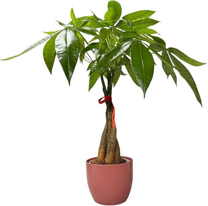 Money Tree Live Plant | 14-22 Inches Tall Bonsai | Easy to Grow Indoor Houseplant | Home, Office, or Room Decor | Birthday, Housewarming Gift (Coral)