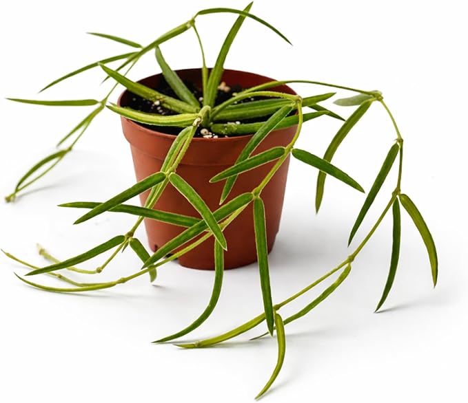 Hoya Linearis Live Plant | String Starter Plants | Cuttings of House Plants Live for Beginner | Hoya Cuttings for Rare Plant Gifts (Heat Pack Included)