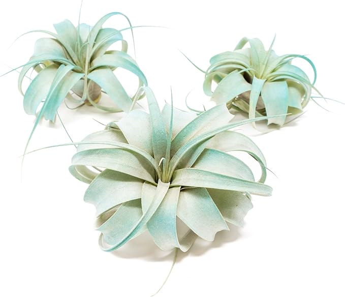 Teal Blue Colorful Tillandsia Air Plants - Long Lasting Color Enhanced Live Tillandsia Succulent House Plants - Home and Garden Decor - Easy Care Indoor and Outdoor (Mini Xerographica, Single)