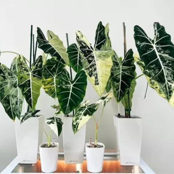 2 Frydek Alocasia Plants Live Houseplant for Indoor Outdoor Growing, 4 to 8 Inches Tall, Rare and Hardy
