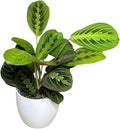 Live Plant, Red Maranta Prayer Plant, Pet Friendly, Air Purifying Plant, Easy Care, Easy to Grow Live Indoor Plant, Houseplant, Rare Indoor Plant, Home Décor Pot (White)