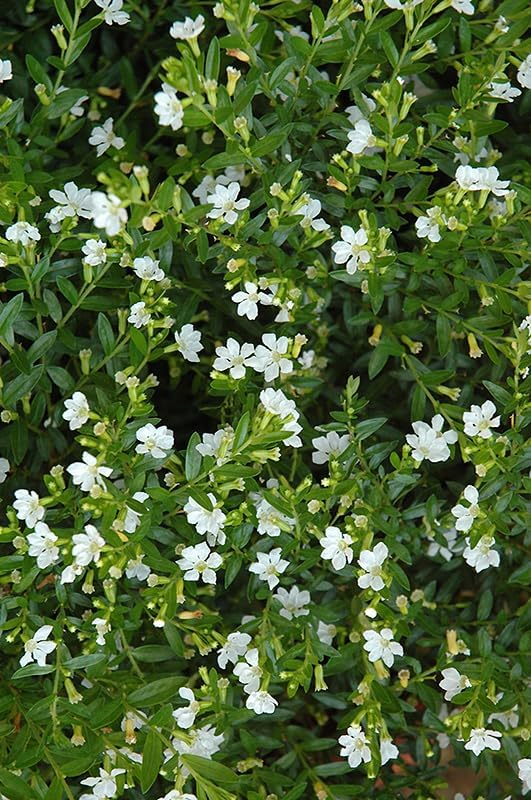 Mexican Heather Alba Live Plants, White Flowers, 3.5 inch Pot, 2 Pack