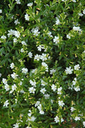 Mexican Heather Alba Live Plants, White Flowers, 3.5 inch Pot, 2 Pack