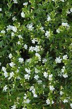 Mexican Heather Alba Live Plants, White Flowers, 3.5 inch Pot, 2 Pack