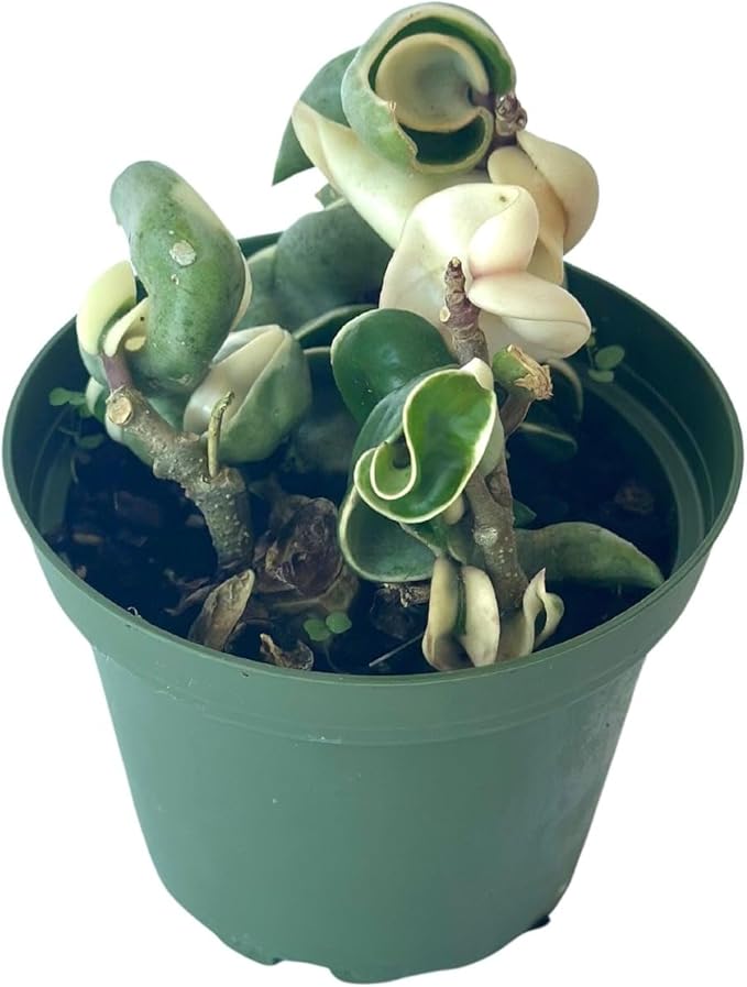 Live Plant Hoya Compacta Hindu Rope Variegated – 4” – Unique Trailing Houseplant with Twisted, Cream-Edged Foliage – Easy Care Indoor Plant (Heat Pack Included)