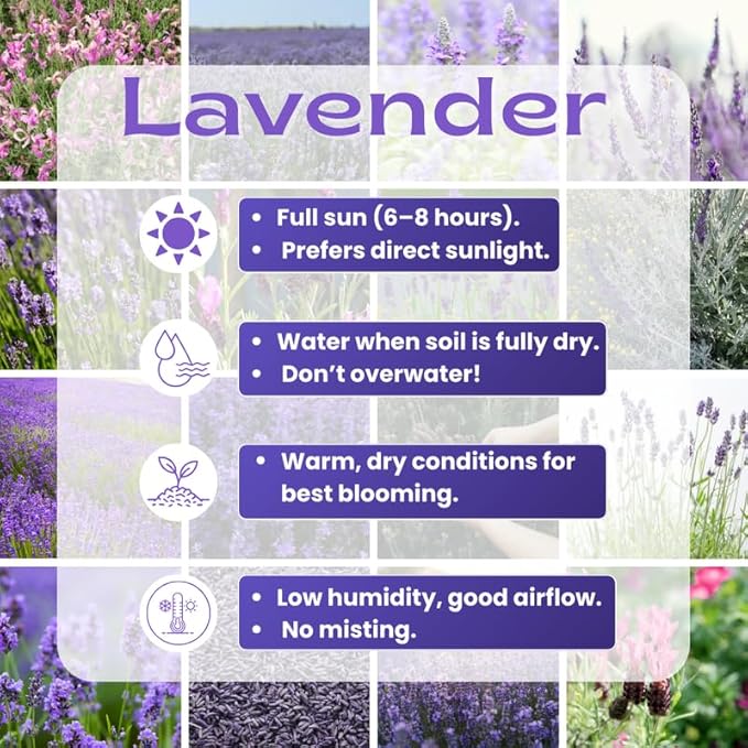4 Lavender Plants Live Starter Plants 4-6" in Tall, Hardy Perennial Lavender for Garden and Landscape with Fragrant Purple Blooms, No Pot (Creek)