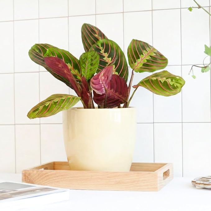 Maranta Red Prayer (6 inch) - Pet-Friendly Houseplants - Attractive Indoor Plants, Easy to Grow, Pet Safe Plants for Cats & Dogs, Ideal for Home Decor, Office & Gift