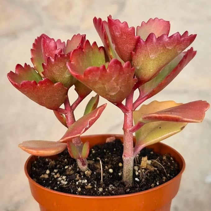 Kalanchoe Plant Live, Mother of Thousands Live Plant in 2" Pot, Rare Succulent Indoor Houseplant (Red Kalanchoe)