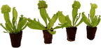 ragnaroc Sarracenia Purpurea SSP. Venosa 2-4" (Purple Pitcher Plant) 2ct – Live Plant for Indoor Outdoor Use, Carnivorous Plants – Live Arrival Guaranteed