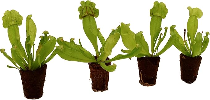 ragnaroc Sarracenia Purpurea SSP. Venosa 2-4" (Purple Pitcher Plant) 1ct – Live Plant for Indoor Outdoor Use, Carnivorous Plant – Live Arrival Guaranteed