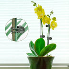 Plant Clips Orchid Clips 60 Pcs Plants Support Clip Flower and Vine Clip Plant Garden Clipss for Climbing Plants Supporting Stems Vines Stalks Grow Straight Upright Indoor Outdoor Orchid Accessories