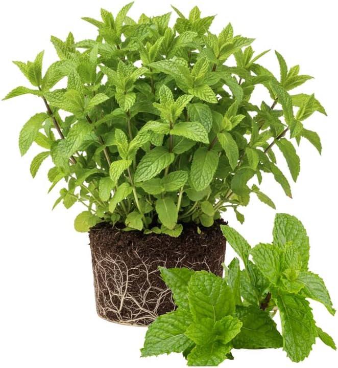 Sets 3 Spearmint Plants Live Fast Growing for Spring Planting, Fragrant Culinary Herb Mint for Indoor Outdoor Gardening, Cold Hardy