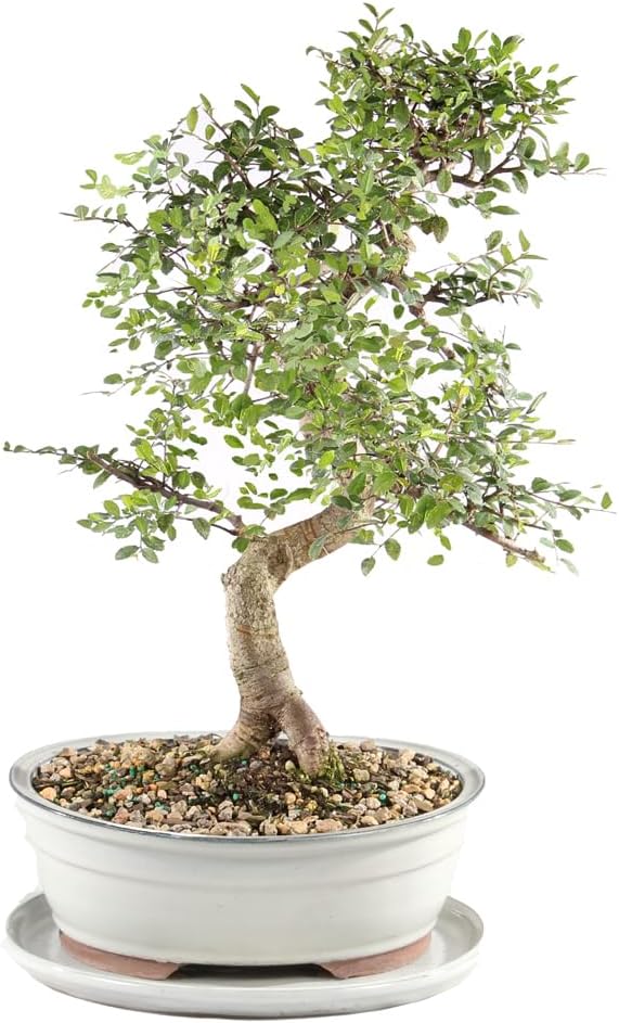 Chinese Elm with White 10" Ceramic Tray