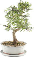 Chinese Elm with White 10" Ceramic Tray