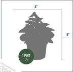 Live Begonia - Green Leaf Ambassador White (4 Per Pack), Beautiful Shade Annual, Ships 8" Tall by 4" Wide in 1 Pt Pot