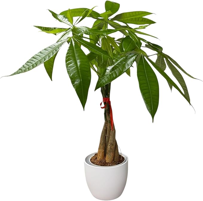 Money Tree Live Plant | 14-22 Inches Tall Bonsai | Easy to Grow Indoor Houseplant | Home, Office, or Room Decor | Birthday, Housewarming Gift (White)