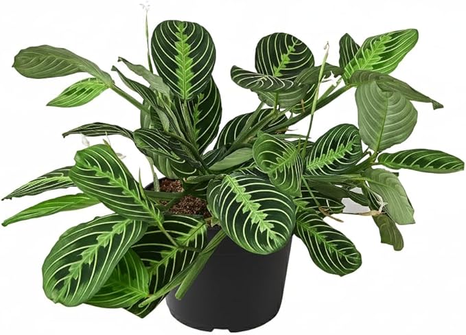 Maranta Lemon Lime (6 inch) - Lucky Houseplants - 4/6 inch Unique Live Decorative Houseplants - Easy to Care Indoor Plants, Perfect for Office, Home & Feng Shui Decor