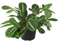 Maranta Lemon Lime (6 inch) - Lucky Houseplants - 4/6 inch Unique Live Decorative Houseplants - Easy to Care Indoor Plants, Perfect for Office, Home & Feng Shui Decor