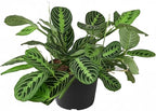 Maranta Lemon Lime (6 inch) - Lucky Houseplants - 4/6 inch Unique Live Decorative Houseplants - Easy to Care Indoor Plants, Perfect for Office, Home & Feng Shui Decor