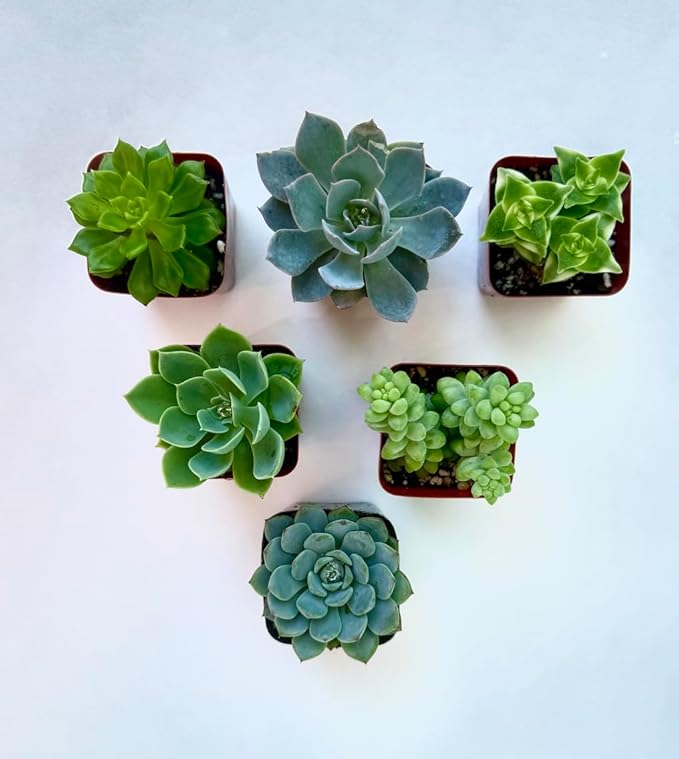 Live Succulent Plants, 2 Inch Mini Potted Assorted Varieties, Indoor Garden Collection (20)