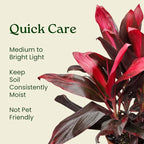 Hawaiian Ti Cordyline Plant - Tropical Foliage Plant - Overall Height 26" to 32" - Tropical Plants of Florida (Plant Only)