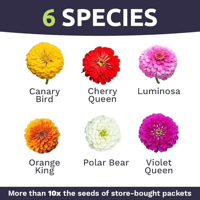 Bulk Zinnia Seeds - California Giants Mix - 1 Pound Bag Over 48,000 Flower Seeds - Mixed Colors and Large Blooms