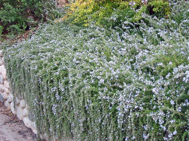3 Creeping Rosemary in 2.5” Nursery Cubes (Rosmarinus officinalis ‘Prostratus’) | Evergreen Aromatic Groundcover Herb for Rock Gardens, Walls & Containers | Ready-to-Plant Live Starter Plants