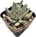 Live Succulent Cactus Plants from USKC (2" Pot) (Senecio Scaposus)