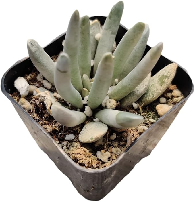 Live Succulent Cactus Plants from USKC (2" Pot) (Senecio Scaposus)