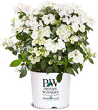 Proven Winners 2 Gal. Fairytrail Bride Hydrangea Shrub