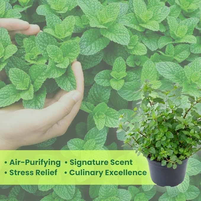 Chocolate Mint Plants Live, Mint Plants for Inside and Home Décor, 3-Inch Potted Fresh Herb for Kitchen Gardens and Indoor Growing