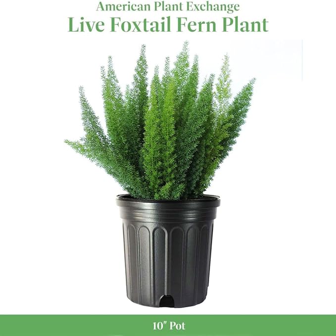 American Plant Exchange Live Foxtail Fern Plant, Plant Pot for Home and Garden Decor, 10" Pot