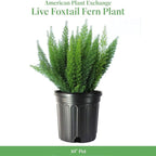 American Plant Exchange Live Foxtail Fern Plant, Plant Pot for Home and Garden Decor, 10" Pot