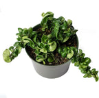 American Plant Exchange Hoya Compacta Hindu Rope, 6-Inch Pot, Live Flowering Wax Plant, Exotic Indoor Houseplant