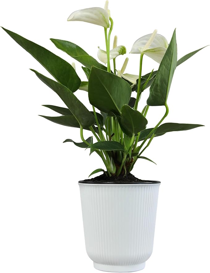 White Anthurium Live Sympathy Plant (Approx 11-14" Tall), Easy to Grow Flowering Houseplant in 4" White Decor Pot by Plants for Pets