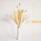 Natural Dried Pampas Grass Decor, Beige Pampas Grass, Bunny Tails Dried Flowers, Reed Grass Bouquet for Wedding Boho Flowers Home Table Decor, Rustic Farmhouse Party (100 in Total )