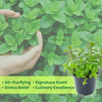 Peppermint Plants Live, Mint Plants for Inside and Home Décor, 3-Inch Potted Fresh Herb for Kitchen Gardens and Indoor Outdoor Growing